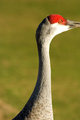 Sand Hill Crane II