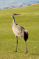 Sand Hill Crane III