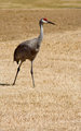 Sand Hill Crane VI