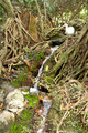 Ibis and Stream