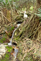 Ibis and Stream II