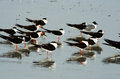 Black Skimmers V