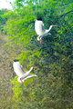 White Ibis Landing on Tree