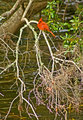 Cardinal 