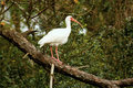 White Egrets 