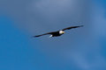 Eagle Flying