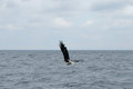 Eagle Carrying Fish