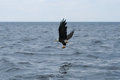 Eagle Scotching Fish