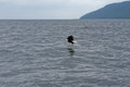 Eagle Scotching Fish