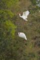 White Ibises Landing on Tree
