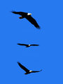 Eagle Triptych
