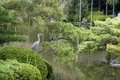 Green Heron in Kyoto Garden