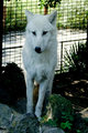 White Wolf I