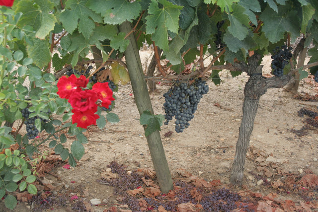 Merlot and Red Flower