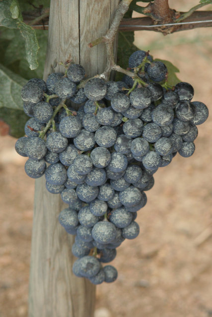 Merlot in Bordeaux Detail
