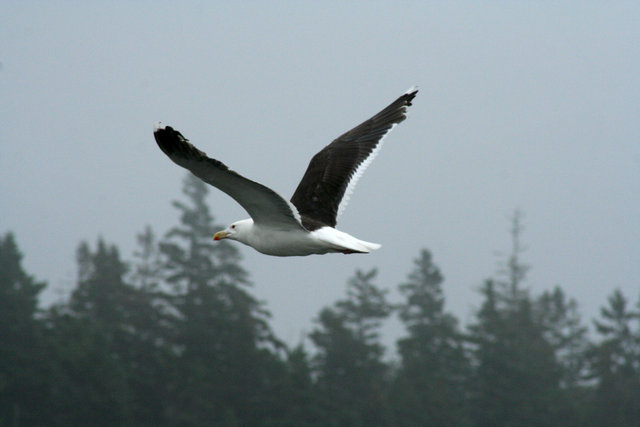 Seagull in Flight