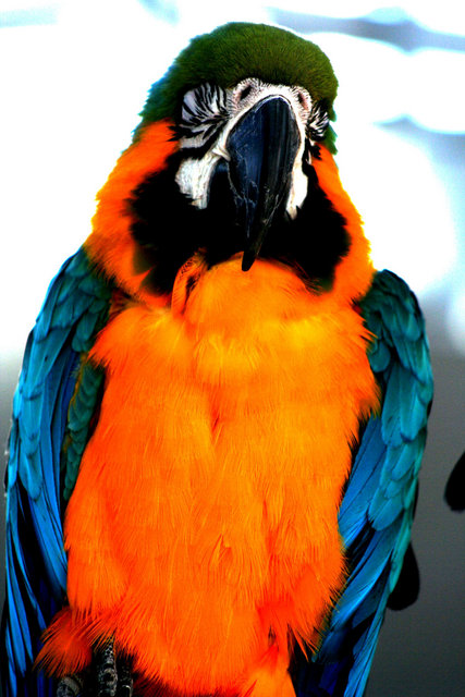 Orange Breasted Macaw
