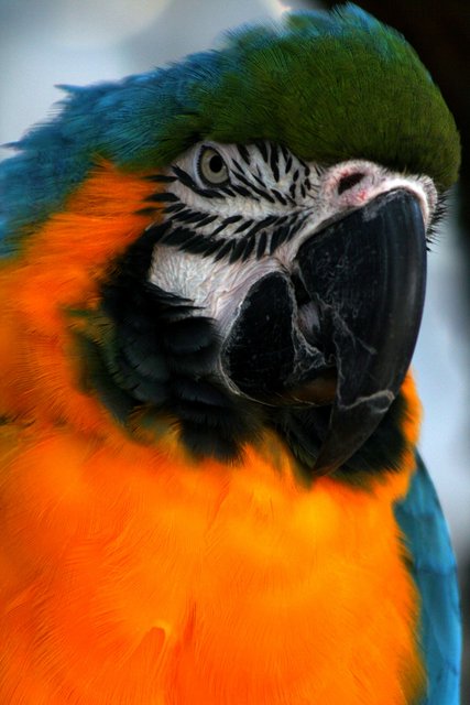 Close-up of Orange-breasted Macaw