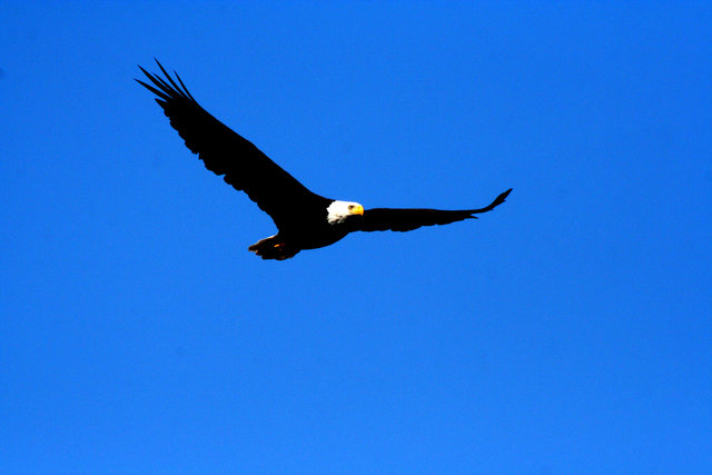 Eagle Soaring