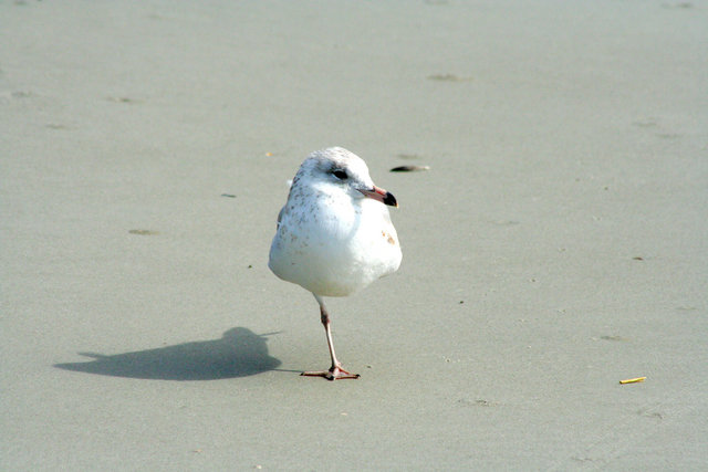 One Legged Seagull on the Beach