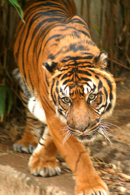 Bengal TIger