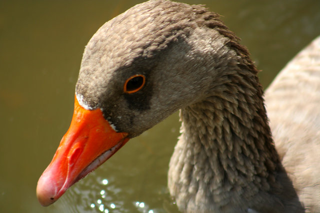 Goose Head