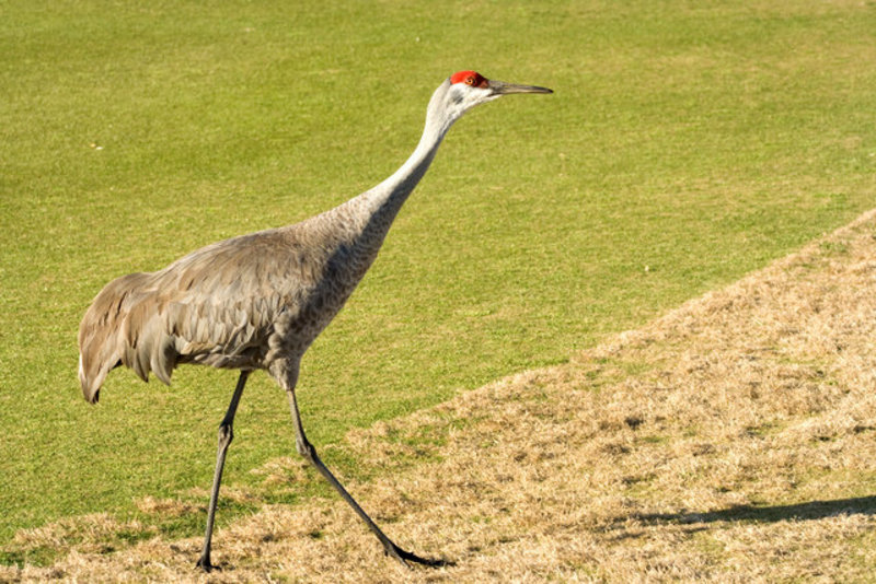 Sand Hill Crane I