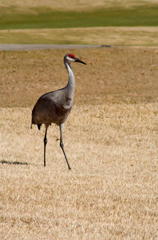 Sand Hill Crane V