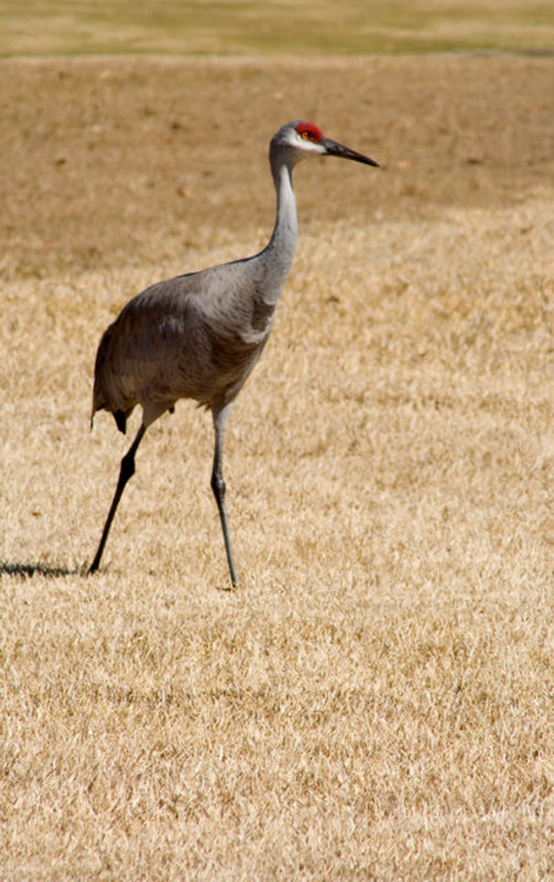 Sand Hill Crane VI