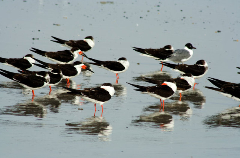 Black Skimmers V