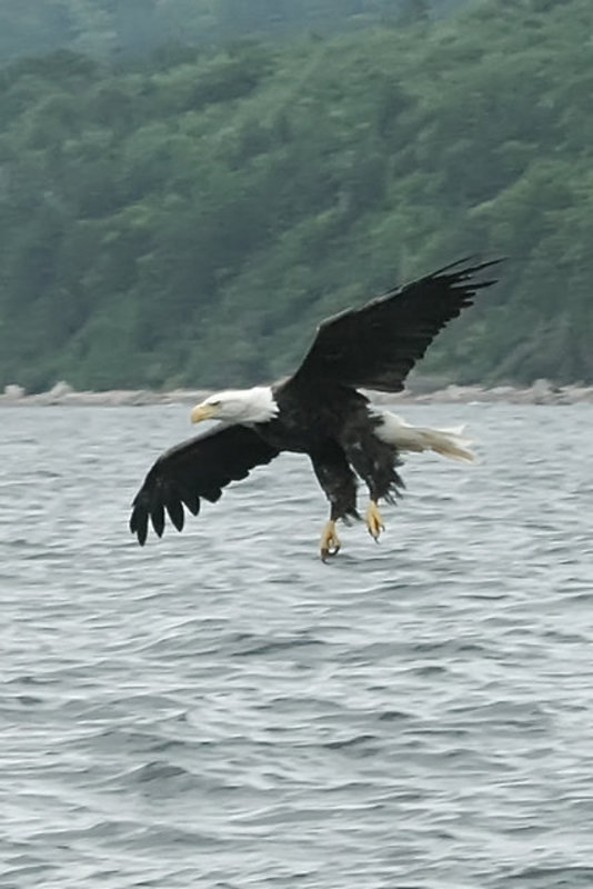 Eagle Scotching Fish