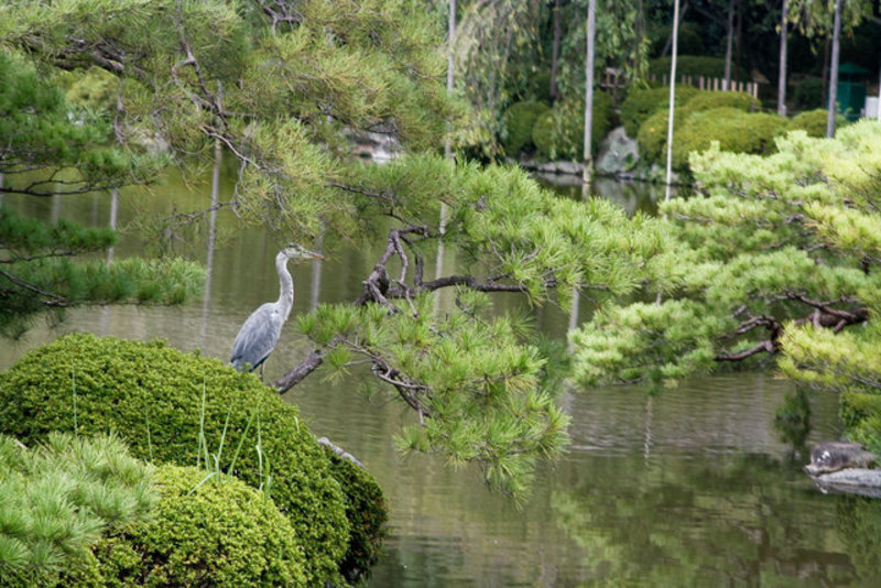 Green Heron in Kyoto Garden