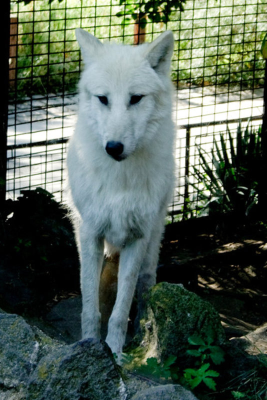 White Wolf