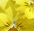 Yellow in Bloom