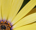 Sunburst Right