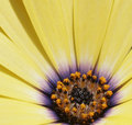 Sunburst