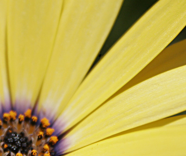 Sunburst Right