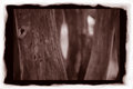 Tree-Practice-copy.jpg