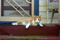 Cat-6207.jpg