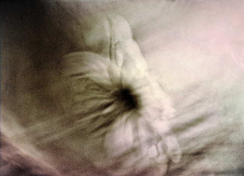 flower---storm