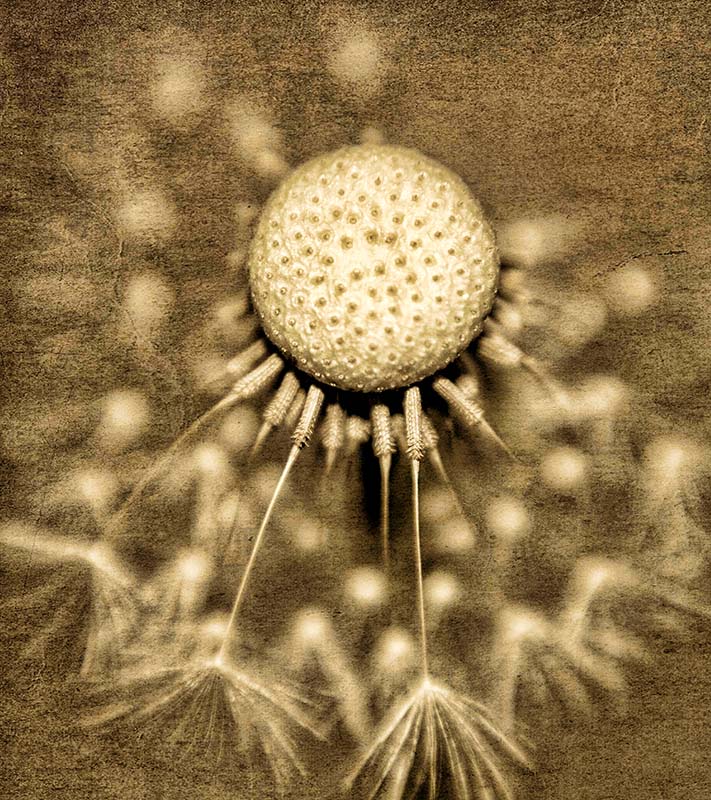 Dandelion copy