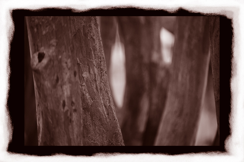 Tree-Practice-copy.jpg