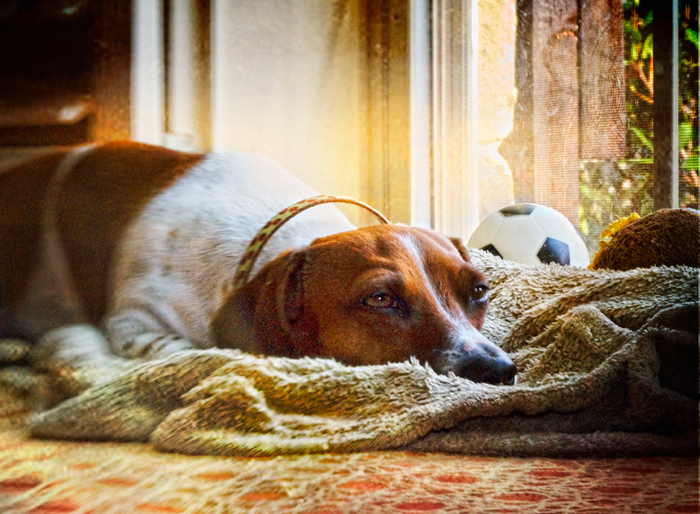 Dog Days