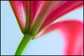 Mother's Flower