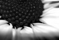 Black Blooded Berries