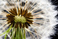 Dandelion Macro