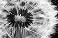Dandelion Macro B/W