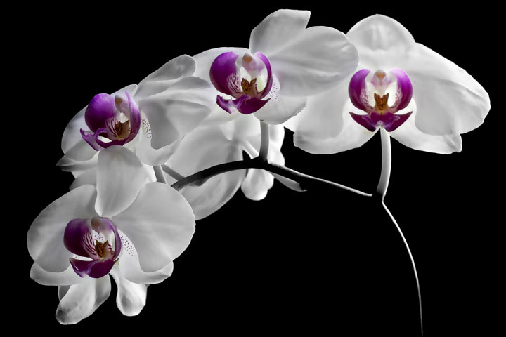 Tired Orchids