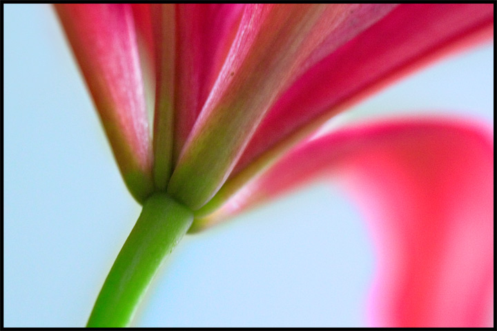 Mother's Flower