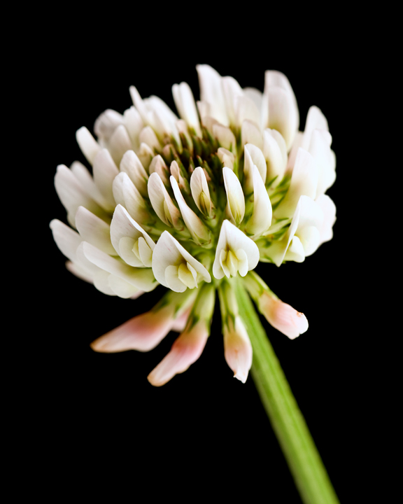 White Clover Flower